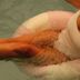 Otro